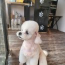 사월의 그루밍 이미지