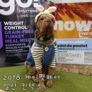 몰리스펫샵 코리아퍼피 가든점 | 2018 일산 케이펫페어 후기