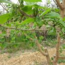 바보농장 이미지