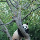 판다나라 이미지