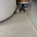 울산고양이분양 모나미네코 울산본점 이미지