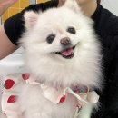 헬로우버디 그루밍센터 판교밸리점 이미지