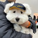 맥스펫 | [review] 우노펫 신상 강아지 유모차 플리코 맥스 내돈내산 후기