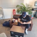 큐리애견 이미지