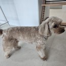 꽃보다 Dog 이미지