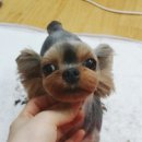 동글동글