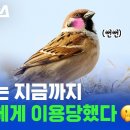 참새 이미지