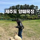 미인목장 | 제주도가볼만한곳 애월 제주양떼목장 방문후기 | 양 먹이주기 이색체험