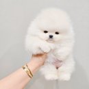 한산켄넬 이미지