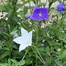 부리면사무소 앞 이미지