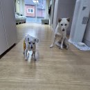 호호호 🤗 아침에 집착합니다~^^ 이미지