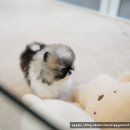 디디펫 수원강아지분양 이미지