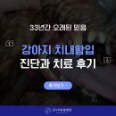 온누리 동물병원 | 강아지 치내함입 진단과 치료 후기, 순천 온누리 동물병원