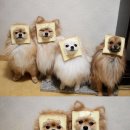 빵터지네