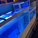 물만난오징어 이미지