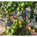 대기농장 이미지