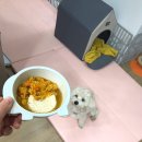 강아지수제간식 강아지카레라이스 &#34;댕댕테이블 댕카레&#34; 찐먹방 후기.(라떼의 중성화수술 전날 특식)