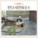 에버랜드 판다 세컨하우스 후기 루이바오 후이바오 먹방 관람 꿀팁