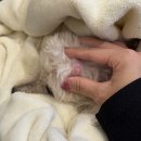 신흥3동공영주차장 | 10살 강아지 머리 혹 종괴 종양 제거 수술 후기 비용 (성남 휴동물의료센터)