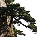 바위와소나무 이미지