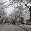 24.4.4 구이모악산 벚꽃 사진 이미지