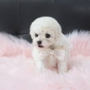 내 품안의 반려견(강서점) 이미지