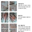 설레임의원