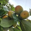 상촌 다목적광장 이미지