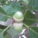 도토리마을 이미지