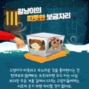 길냥이와 함께하는 이미지
