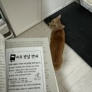 종이책갈피 작은도서관 Daum카페