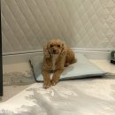 쪼쪼애견 | 포항 애견동반 숙소 펫글램핑 G3 후기