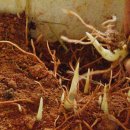 현옥농장 이미지