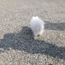 용인별바라기 이미지