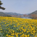 수선화
