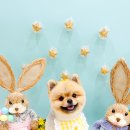 러브썸그루밍샵 이미지