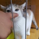 냥이 이발소 이미지