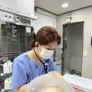 성신동물병원 | 성신여대동물병원 고관절 탈구 수술 사례, 보행 회복까지의 실제 과정