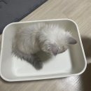 고양이 두부 모래랑 벤토나이트가 합쳐졌다고?! [멍냥이노리터] 고양이 하이브리드 모래 사용 후기
