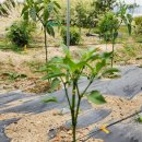 병순농장 이미지