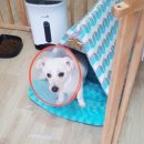 멍이와 냥이의 부엌 이미지