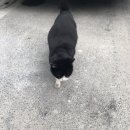 냥냥이 캔따개 이미지