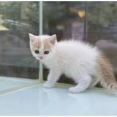 도그마루 이미지