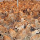 고려농장 이미지