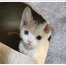 더나은펫샵 네이버블로그