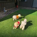 양지유치원 이미지