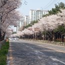 230401 전주 삼천변의 벚....2 이미지