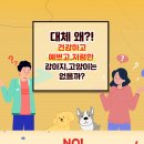 강남 요미독앤캣 강아지 분양 고양이 분양 이미지