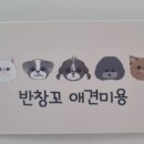 반창꼬 애견미용 이미지