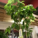 카페(cafe) 아늑